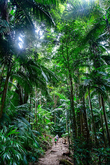 Mount Warning